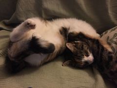 Any Witches Here? Part 8.