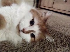 AIBU to think my cat is the cutest !