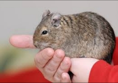 Rat or hamster?
