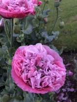 Any Witches Here? Part 8.