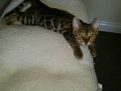 AIBU to think my cat is the cutest !