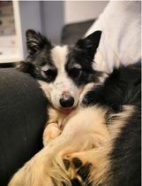 To adopt an 11 year old dog?