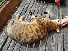 Next door's -thug- cat