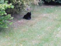 Westministenders: Another Thread, another Shit Show. Its Trump Week