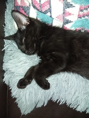 AIBU to think my cat is the cutest !