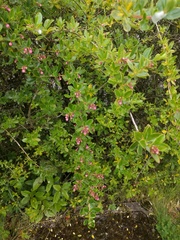 Please help me identify my enormous hedge