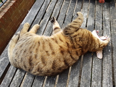 Next door's -thug- cat