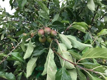 Orchards anonymous (aka show us your apples!)