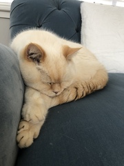 AIBU to think my cat is the cutest !