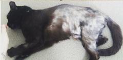 'Adopt don't shop' - tell me about your rescue cats