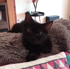 AIBU to think my cat is the cutest !