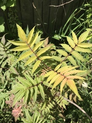 Plant ID please