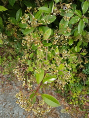 Help me identify our 'bee tree'