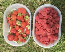 Allotment/Veg Patch Thread 14 ! growing into summer