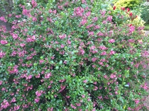 Flowering shrubs in full flower right now please