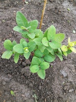 Honeyberry bushes?