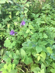 Will these flower again?