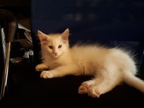 New kitten alert.
