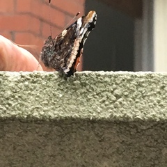 Anyone had butterflies circling them for ages?