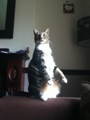 Best cat poses