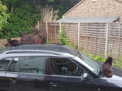 Next door's -thug- cat