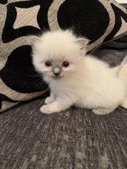 Ragdoll kittens update thread