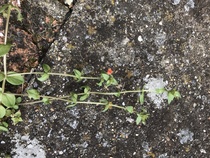 Wildflower or weed depending on your POV! Please help ID