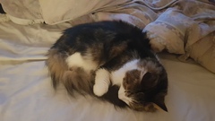 My cat has cancer, when to PTS?