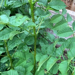 Plant/weed identification