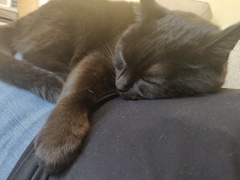 'Adopt don't shop' - tell me about your rescue cats