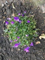 Campanula ?