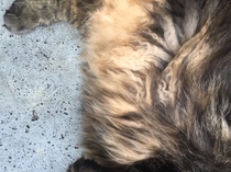 Westministenders: Another Thread, another Shit Show. Its Trump Week