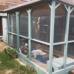 Guinea pigs/ rabbits vs. foxes