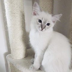 Getting a Kitten for the first time