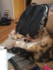 Best cat poses