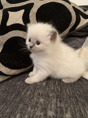 Ragdoll kittens update thread
