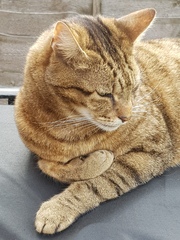 Next door's -thug- cat