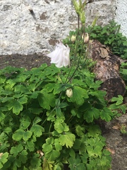 Will these flower again?