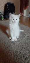 New kitten alert.