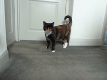 AIBU to think my cat is the cutest !