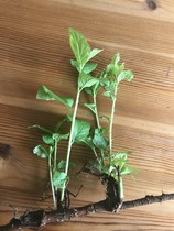What is this growing out of my lawn - worried it's Japanese knotweed