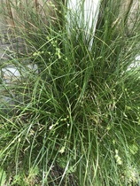Wild Flower or Weed? Please help with ID