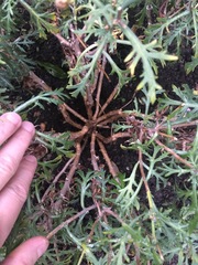 Have I killed my lovely new daisy plant? Please help (photos attached)