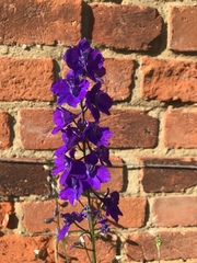 Is this a weed?