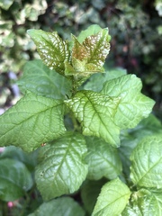 Yet another plant ID please