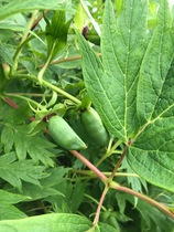 What is this plant please? And is it possible to take a cutting from it