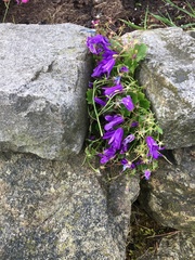 Campanula