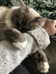 AIBU to think my cat is the cutest !