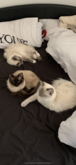 Talk to me about ragdolls