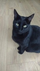 Female cats more 'chatty' than males?